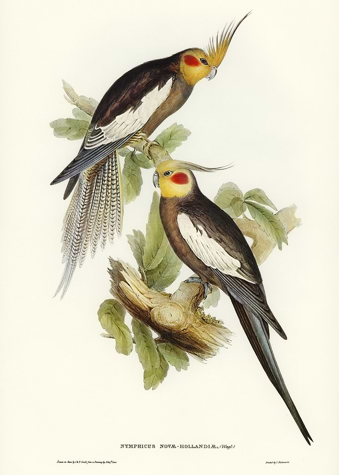Cockatoo Parakeet