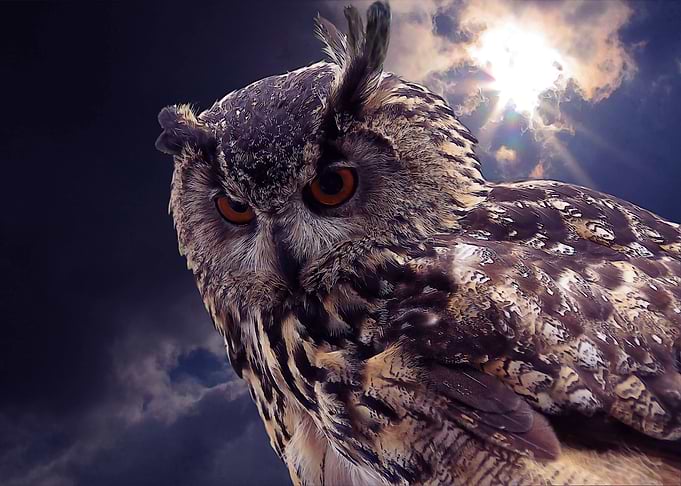 Owl sky and sun