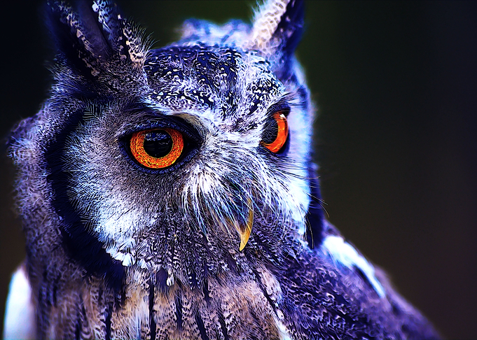 Orangeeyed owl