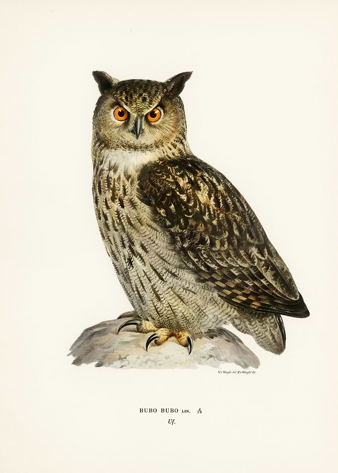Eurasian eagle owl