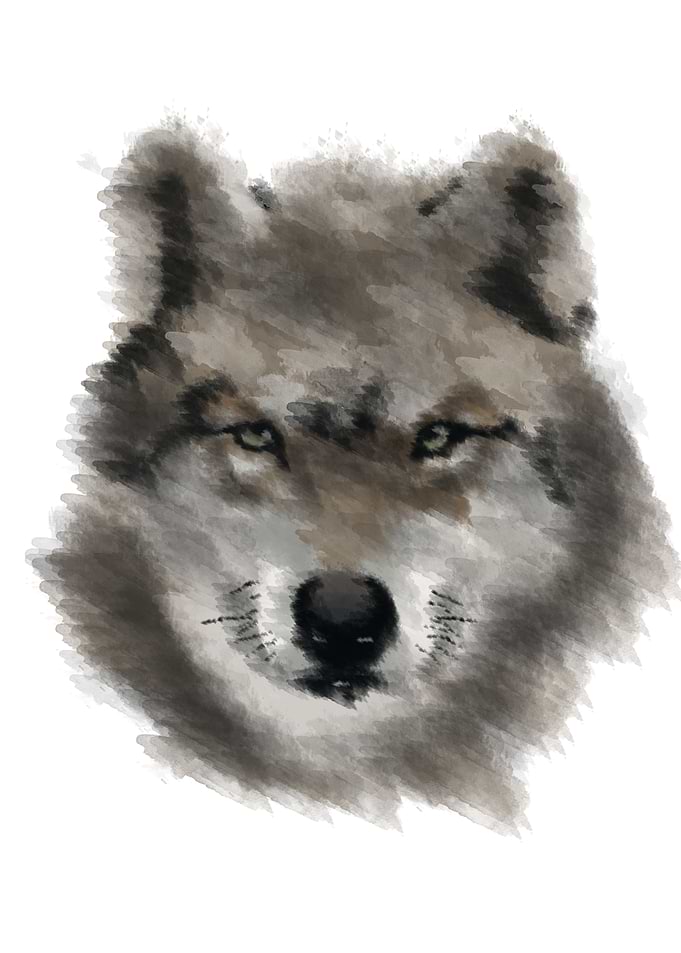 the wolf