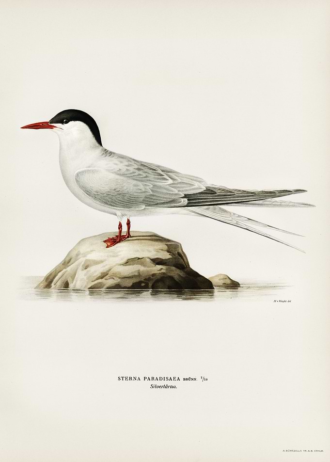 Arctic tern Sterna