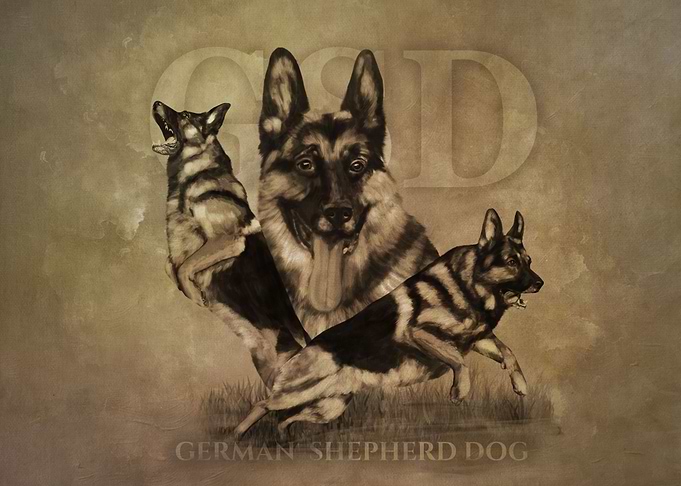 German Shepherd Dog GSD