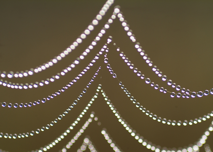 Dew Web