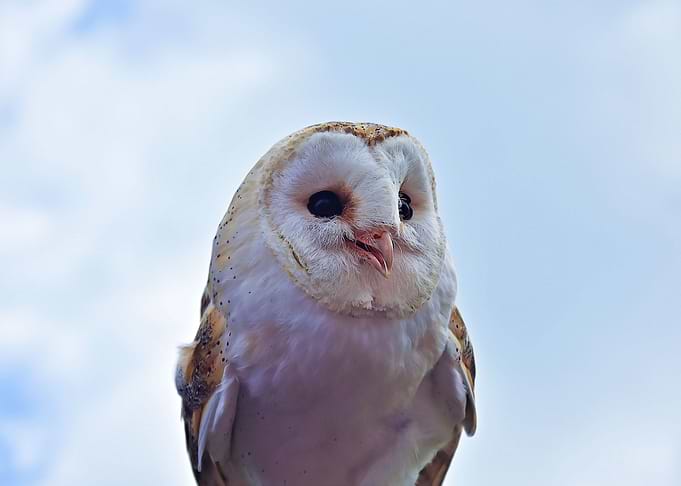 White owl with black eyes