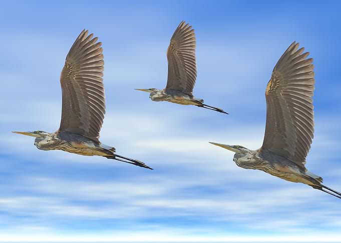 Blue Heron