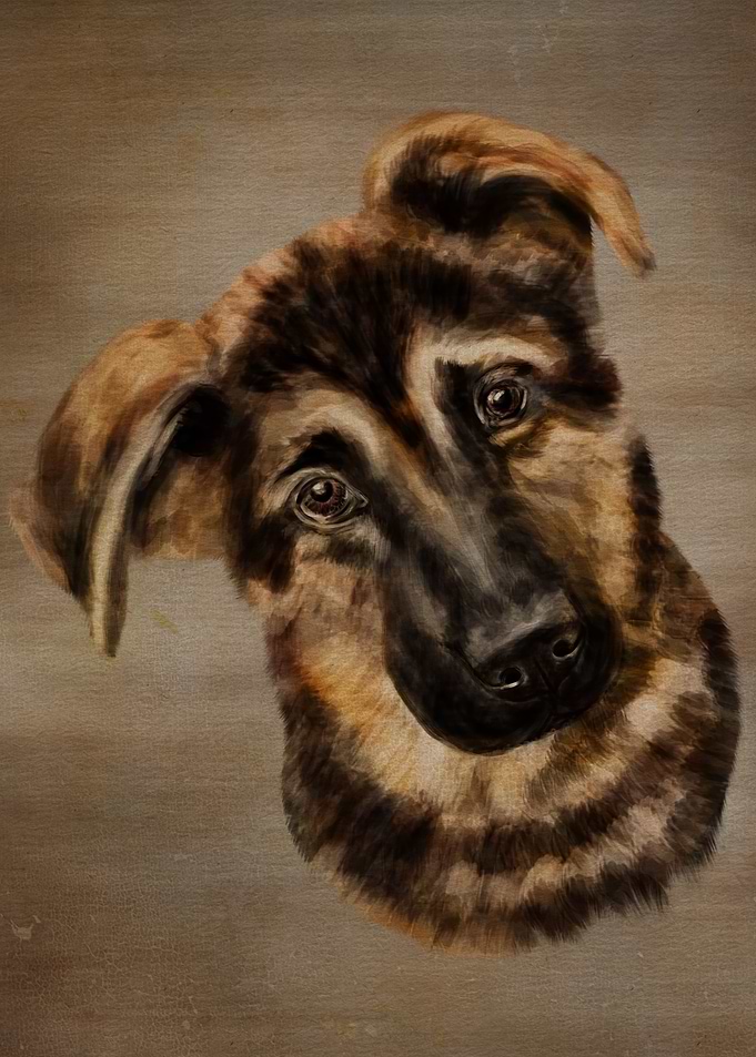 German Shepherd Puppy