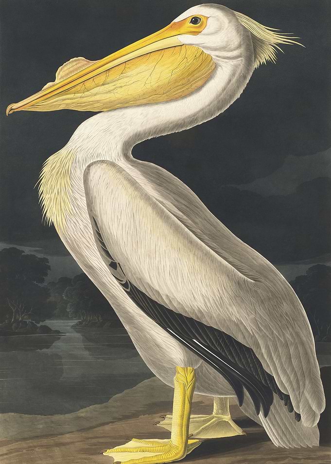 American White Pelican
