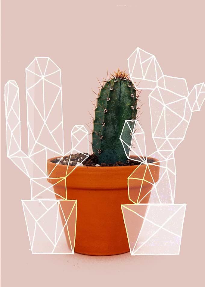 Pink cactus