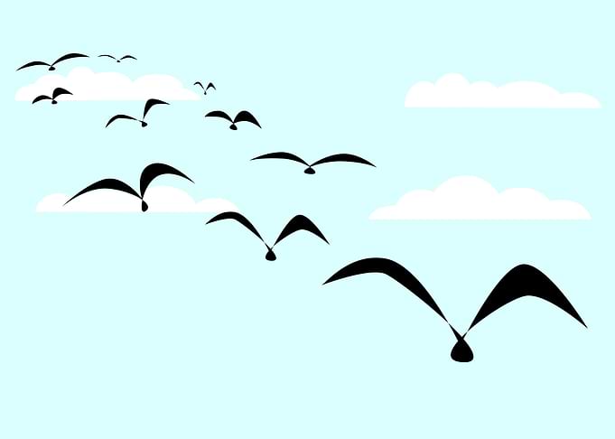 The Birds