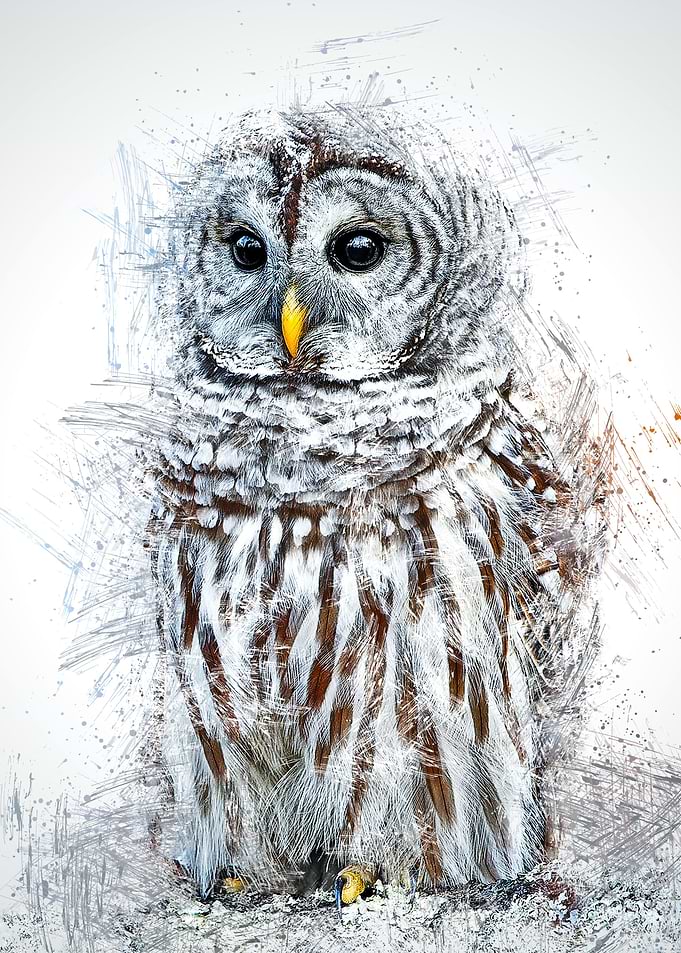 Owl 4