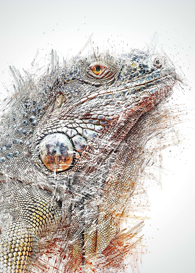 Iguana