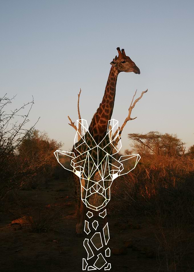 sunset giraffe