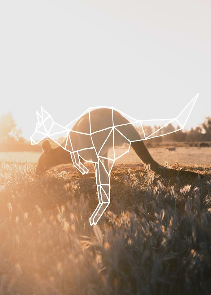Sunste kangaroo