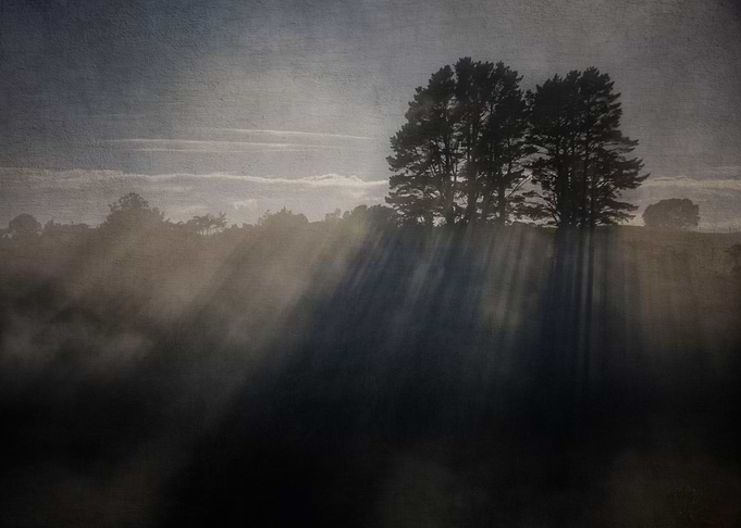 Through The Trees II