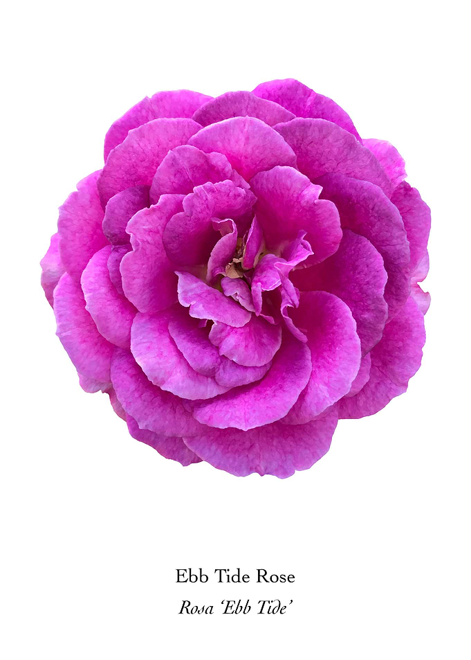 Ebb Tide Rose