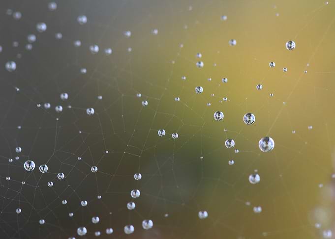Natural web