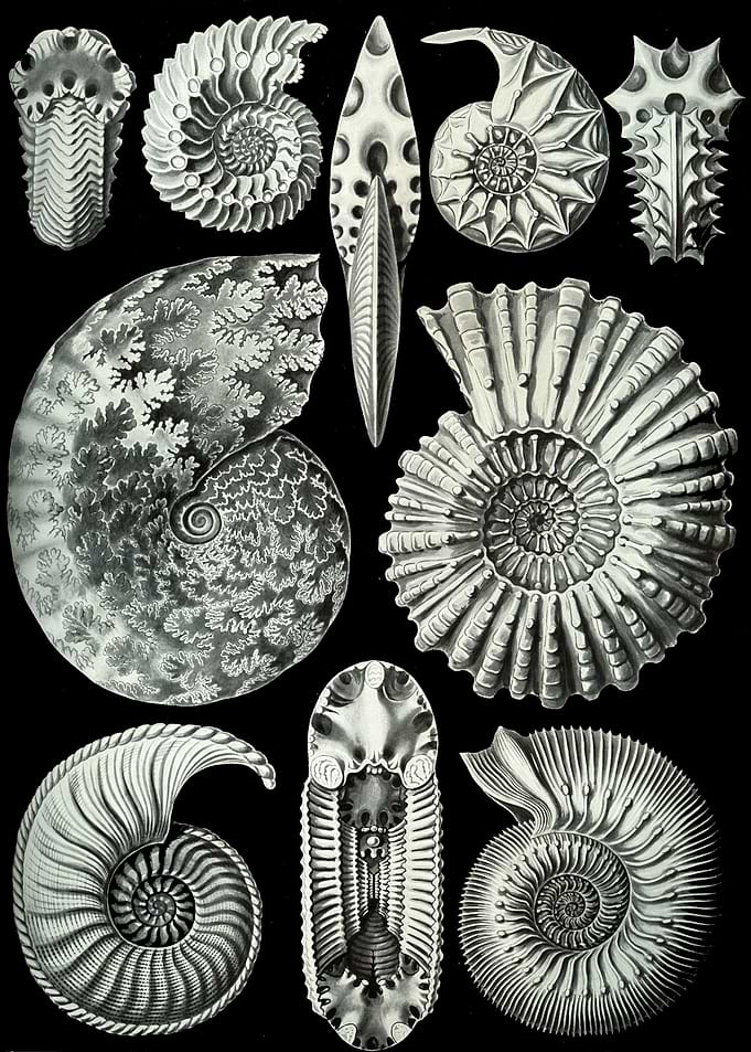Haeckel Ammonitida