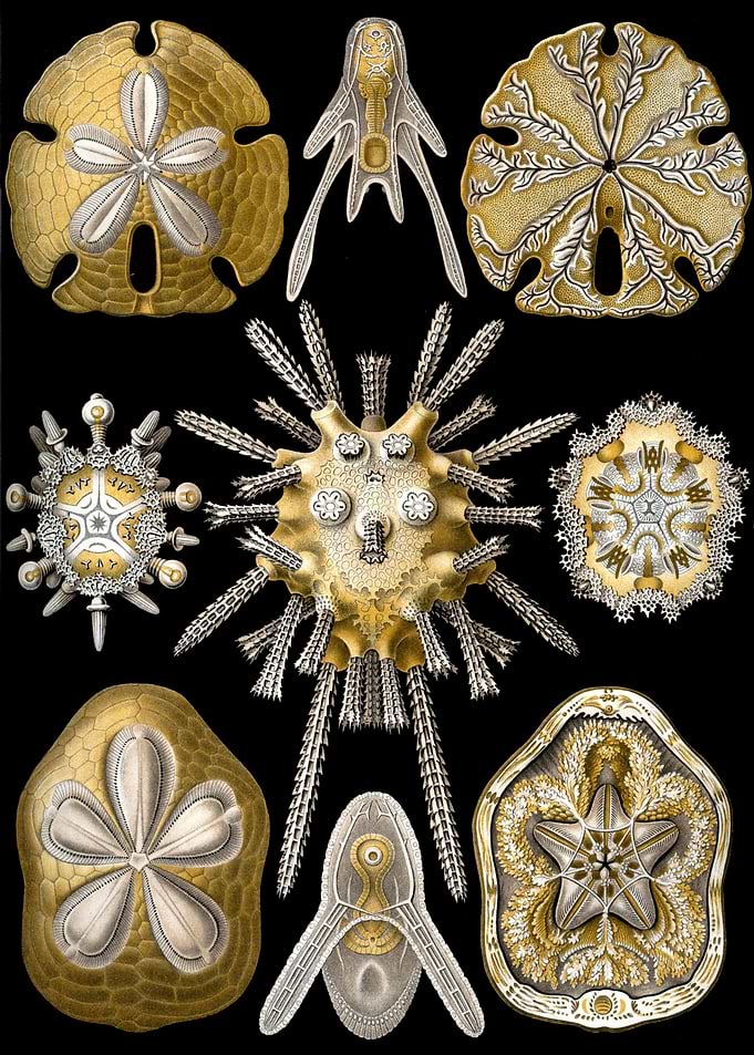Haeckel Echinidea