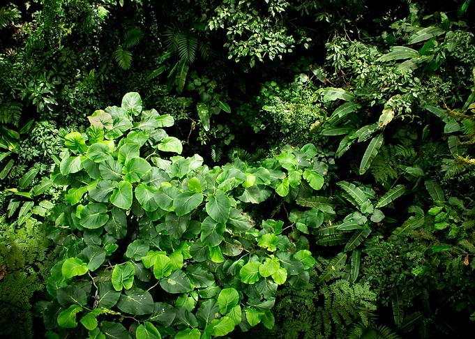 Rainforest Canopy