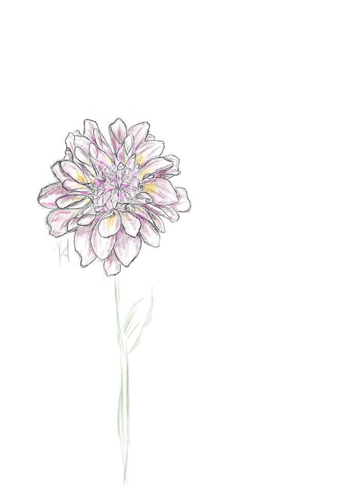 Flower sketch pink 2