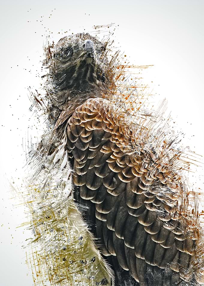 Eagle
