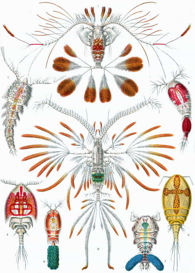 Haeckel Copepoda