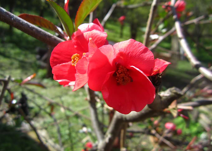 Spring flower