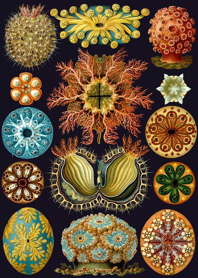 Haeckel Ascidiae