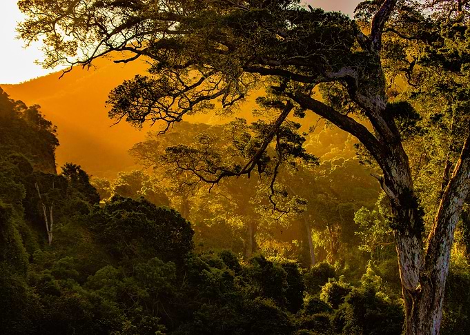 The forest canopy