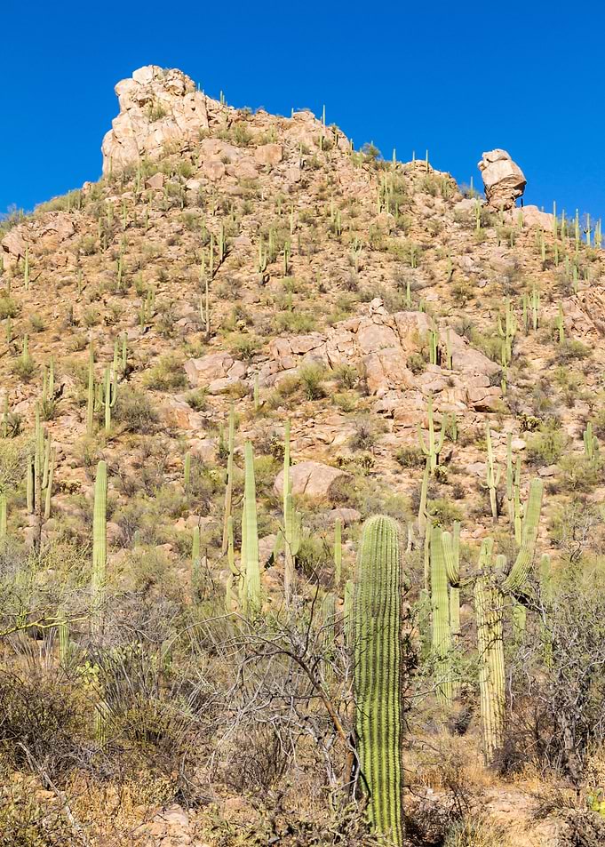 SAGUARO Scenic impression