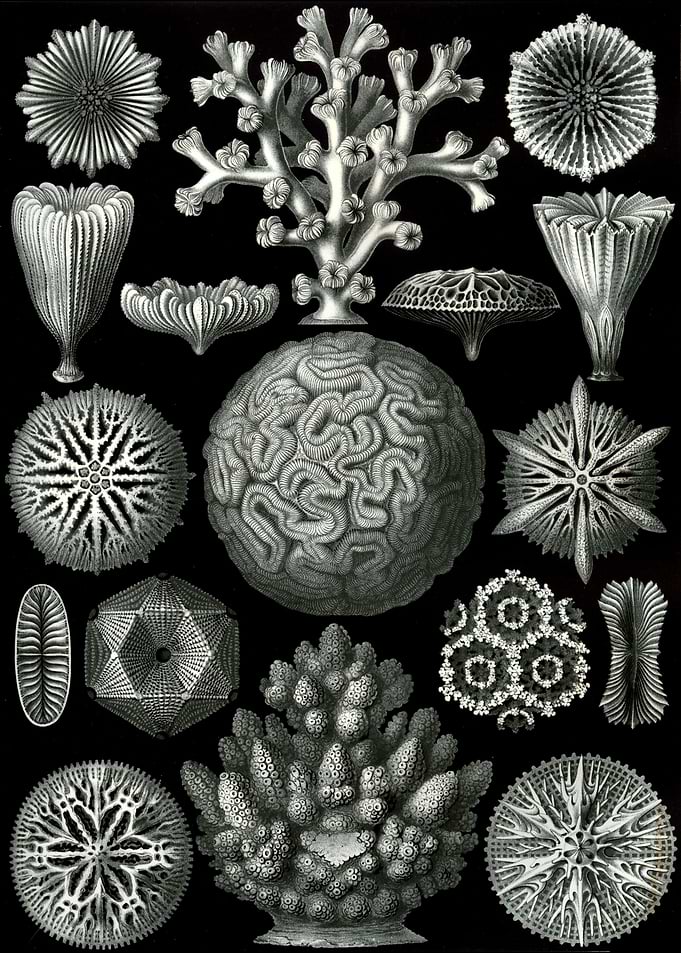 Haeckel Hexacoralla