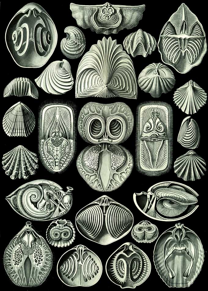 Haeckel Spirobranchia
