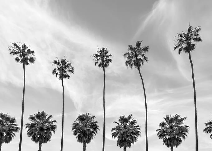 Palm Trees in La Jolla