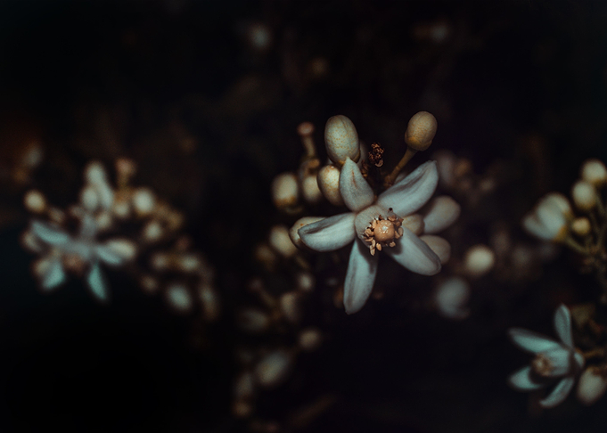 Lemon Flowers and Blossoms