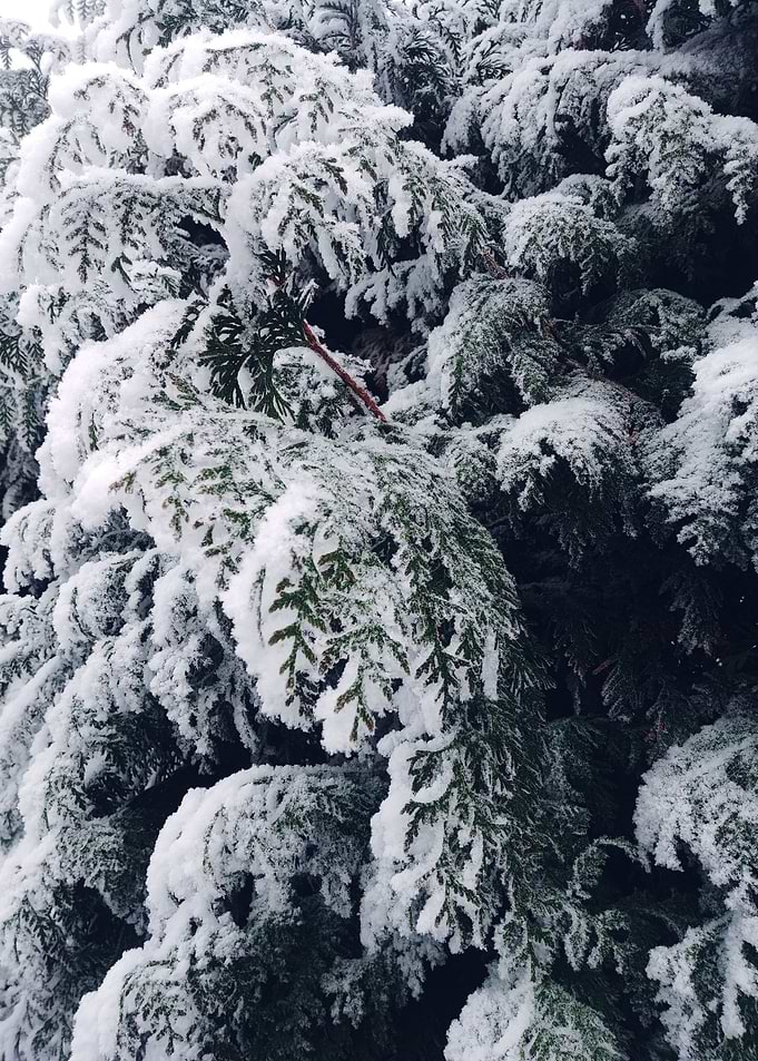 thuja brabant in the snow