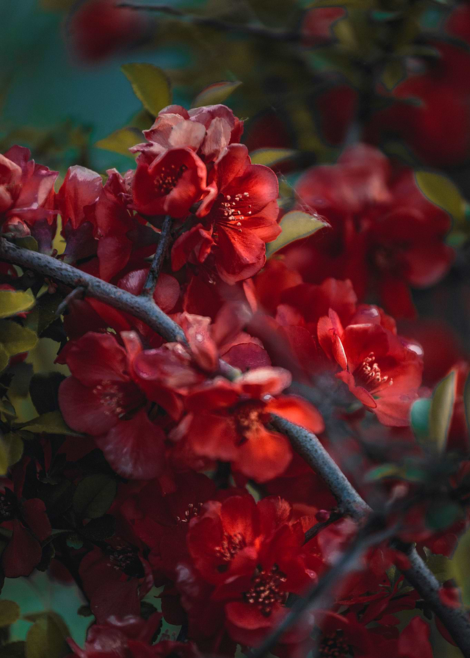 Red Quince