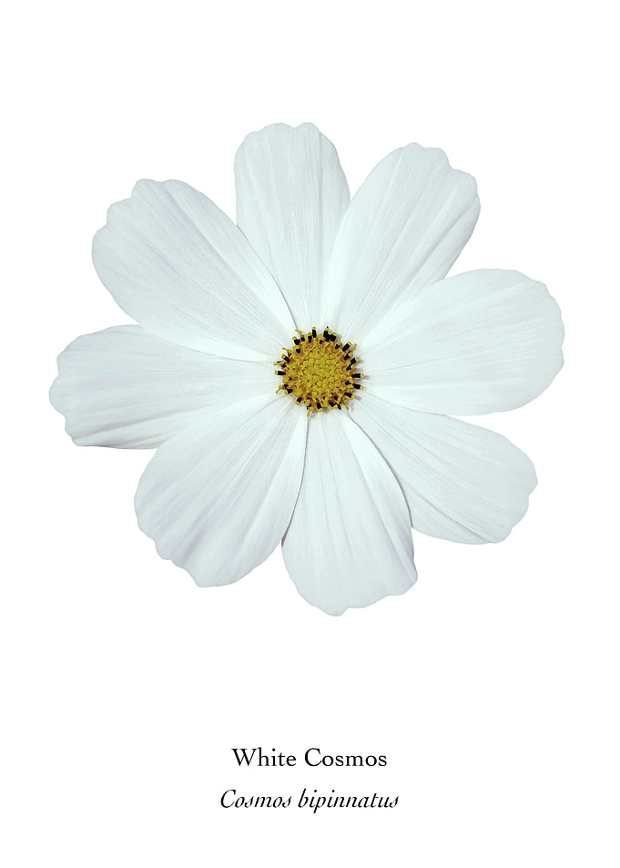 White Cosmos