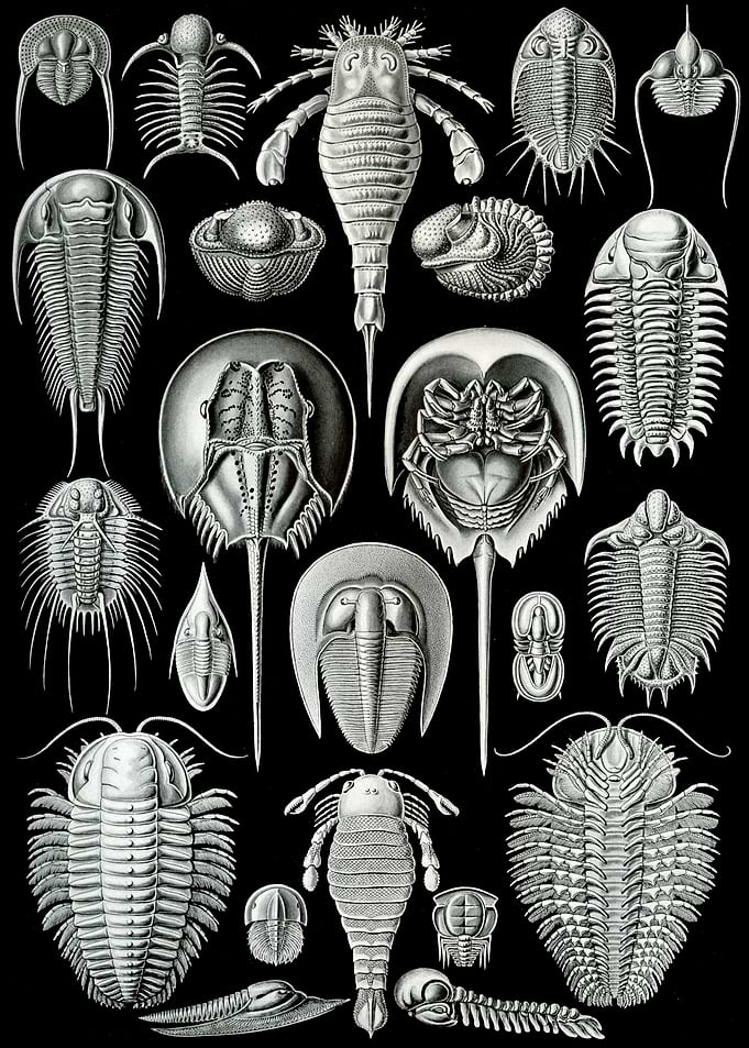 Haeckel Aspidonia