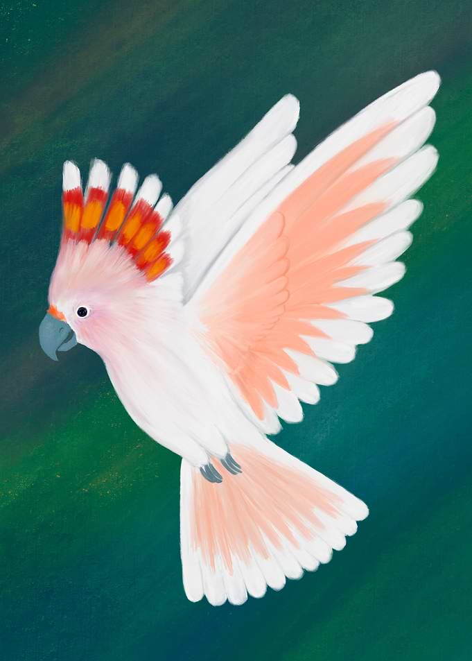 Major Mitchell Cockatoo