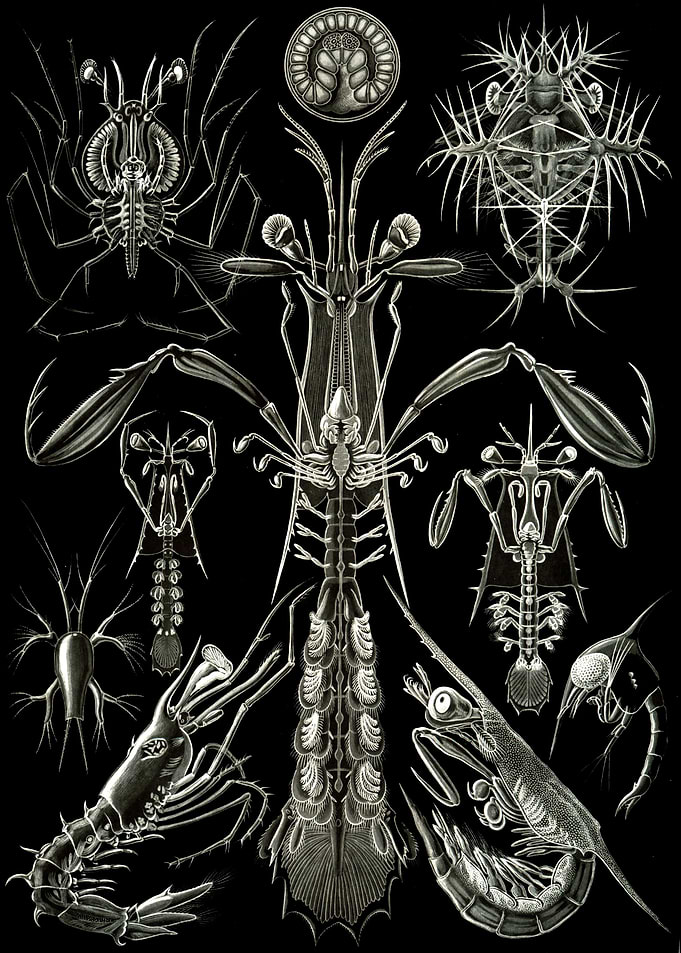Haeckel Thoracostraca