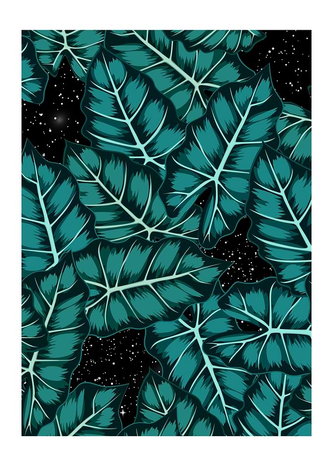 Galaxy Nature