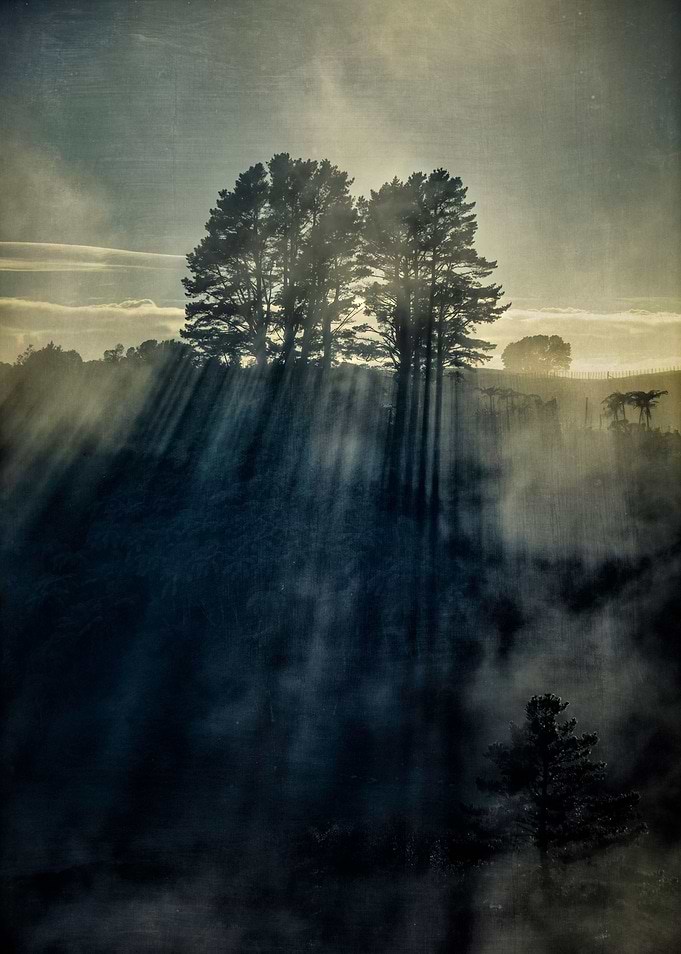 Through The Trees