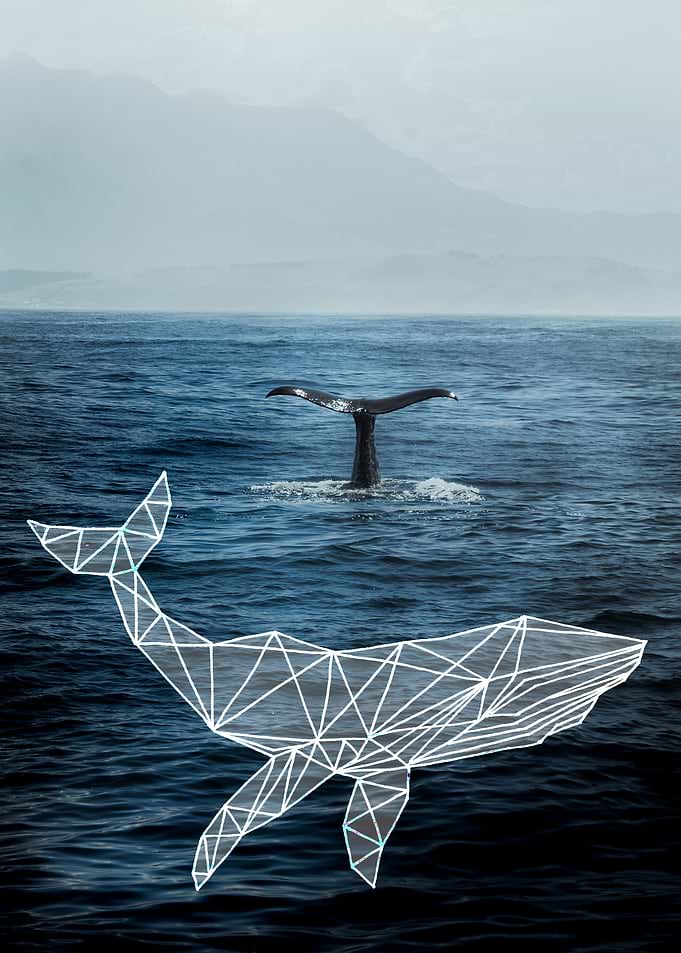 Swimming whale