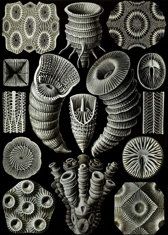 Haeckel Tetracoralla