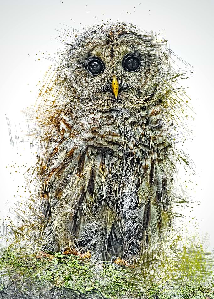 Owl 3