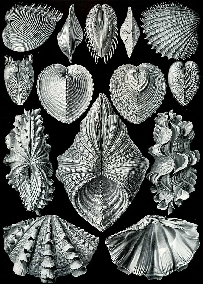 Haeckel Acephala