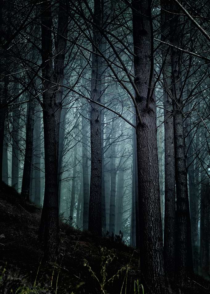 Nightmare Forest