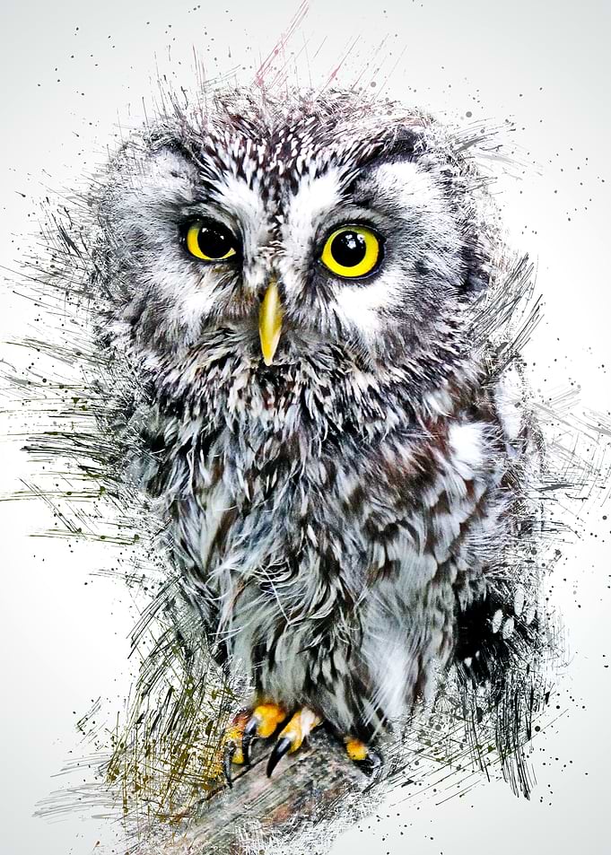 Owl 16