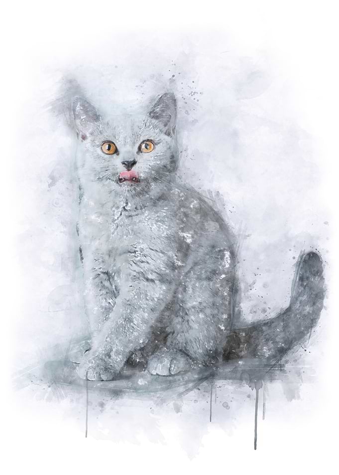 British shorthair kitten